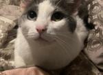 Ben - Domestic Cat For Adoption - 