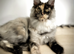 Vera - Maine Coon Kitten For Sale - Marlton, NJ, US