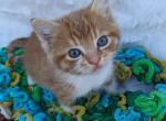 Toby - Domestic Kitten For Sale - 