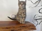 Highlander Purebred Kitten Mystic - Highlander Kitten For Sale - 