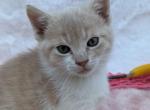 Princess - Domestic Kitten For Sale - 