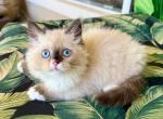 Ragdoll  Male - Ragdoll Kitten For Sale - Orlando, FL, US