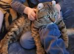 Bodie Boy - Highlander Cat For Sale - 