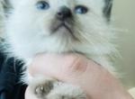 GREEN Kats ravishing ragdolls mitted seal points - Ragdoll Kitten For Sale - Lancaster, PA, US