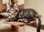 Mila x Banner - Maine Coon Kitten For Sale - Janesville, WI, US