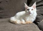 Quentin - Maine Coon Kitten For Sale - Norwell, MA, US