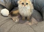 Runtie - Scottish Fold Kitten For Sale - 