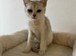 Scottish Straights - Scottish Straight Kitten For Sale - 