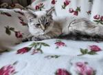 Ragdoll siamese kittens - Siamese Kitten For Sale - 