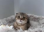 Purebred Scottish fold female - Scottish Fold Kitten For Sale - Minneapolis, MN, US