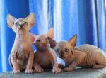 Sphynx kittens - Sphynx Kitten For Sale - 