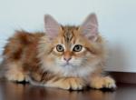 Patrick - Siberian Kitten For Sale - Miami, FL, US