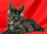 Ilyusha - Maine Coon Kitten For Sale - Miami, FL, US