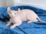 Elf kittens - Sphynx Kitten For Sale - 