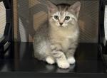 Beautiful baby girl - Scottish Straight Kitten For Sale - 