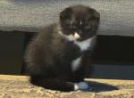 Baby boy - Scottish Fold Kitten For Sale - 