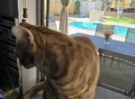 Simon - Domestic Cat For Sale - Chula Vista, CA, US