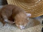 Twister - Norwegian Forest Kitten For Sale - 