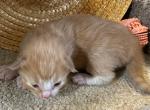 Twitty Bird - Norwegian Forest Kitten For Sale - 