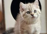 Venera - Munchkin Kitten For Sale - Norwalk, CT, US