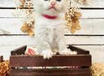 Mayflower - Ragdoll Kitten For Sale - FL, US