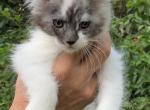 Female Maine coon - Maine Coon Kitten For Sale - Springfield, MA, US