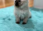 Yellow collar female - Ragdoll Kitten For Sale - 