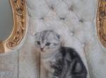 Bobbie - Scottish Fold Kitten For Sale - 