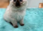 White collar female - Ragdoll Kitten For Sale - 