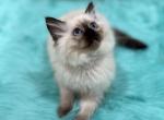 Gray collar female - Ragdoll Kitten For Sale - 