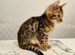 Tommie - Bengal Kitten For Sale - 