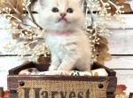 Pecan Pie - Ragdoll Kitten For Sale - FL, US