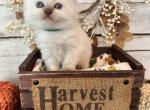 Wishbone - Ragdoll Kitten For Sale - FL, US