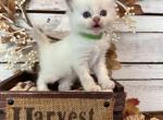 Sweet Potato - Ragdoll Kitten For Sale - FL, US