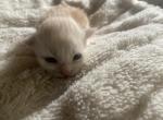 Orange - Maine Coon Kitten For Sale - 