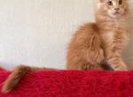 Boy - Maine Coon Kitten For Sale - 