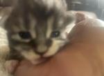 Black and white - Maine Coon Kitten For Sale - 