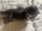 Striped boy - Maine Coon Kitten For Sale - 