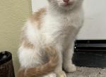 Scottish Straight M - Scottish Straight Kitten For Sale - Bonney Lake, WA, US