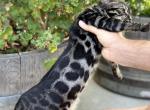 Cherry Bengal kitten - Bengal Kitten For Sale - 