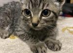 Autumn - Domestic Kitten For Adoption - Chicago Heights, IL, US