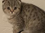 Tiger cubs - Scottish Fold Kitten For Sale/Service - Philadelphia, PA, US