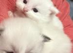 Ragdoll kittens - Ragdoll Kitten For Sale - 