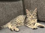 Missy - Domestic Kitten For Sale - West Springfield, MA, US