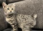 Betty - Manx Kitten For Sale - West Springfield, MA, US