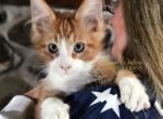 Beavis - Maine Coon Kitten For Sale - 