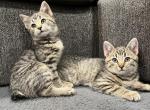 Willow - Manx Kitten For Sale - West Springfield, MA, US