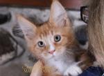 McGregor - Maine Coon Kitten For Sale - 