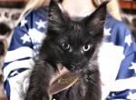 Girlie Girl - Maine Coon Kitten For Sale - NY, US