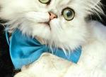 Ace and Abel - Persian Cat For Sale/Service - 